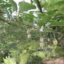 Image of Japanese snowbell