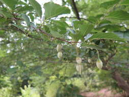 Image of Japanese snowbell