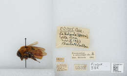 Image of Bombus ephippiatus Say 1837