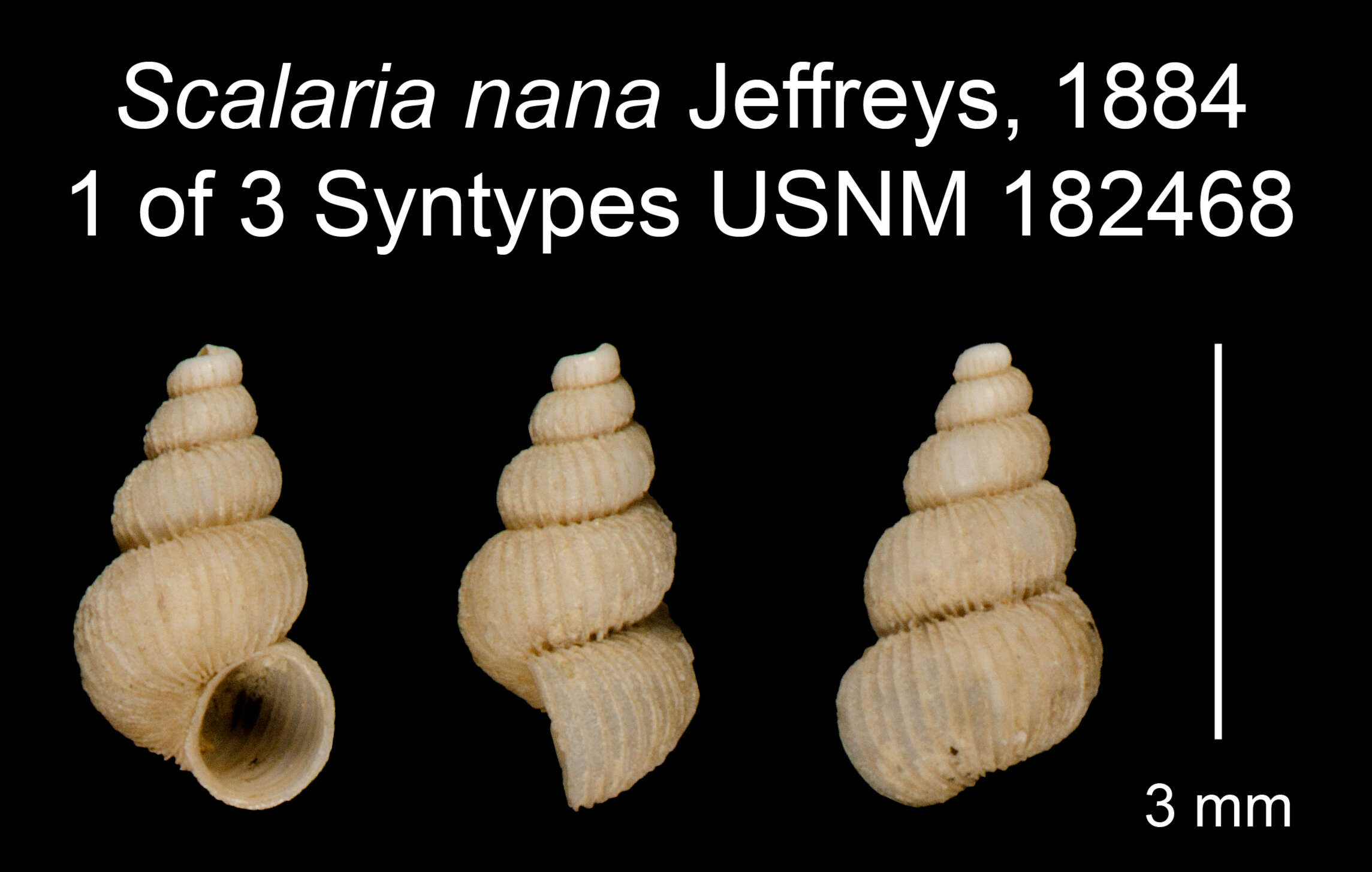 Image of Scalaria nana Jeffreys 1884