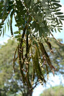 Image of Siamese cassia