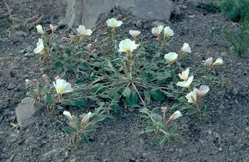 Imagem de Oenothera deltoides subsp. ambigua (S. Wats.) W. Klein