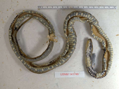 Image of Dice Snake