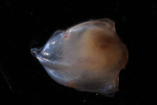 Diacavolinia longirostris (Blainville 1821)的圖片