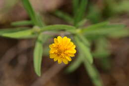 Image of Melampodium americanum L.