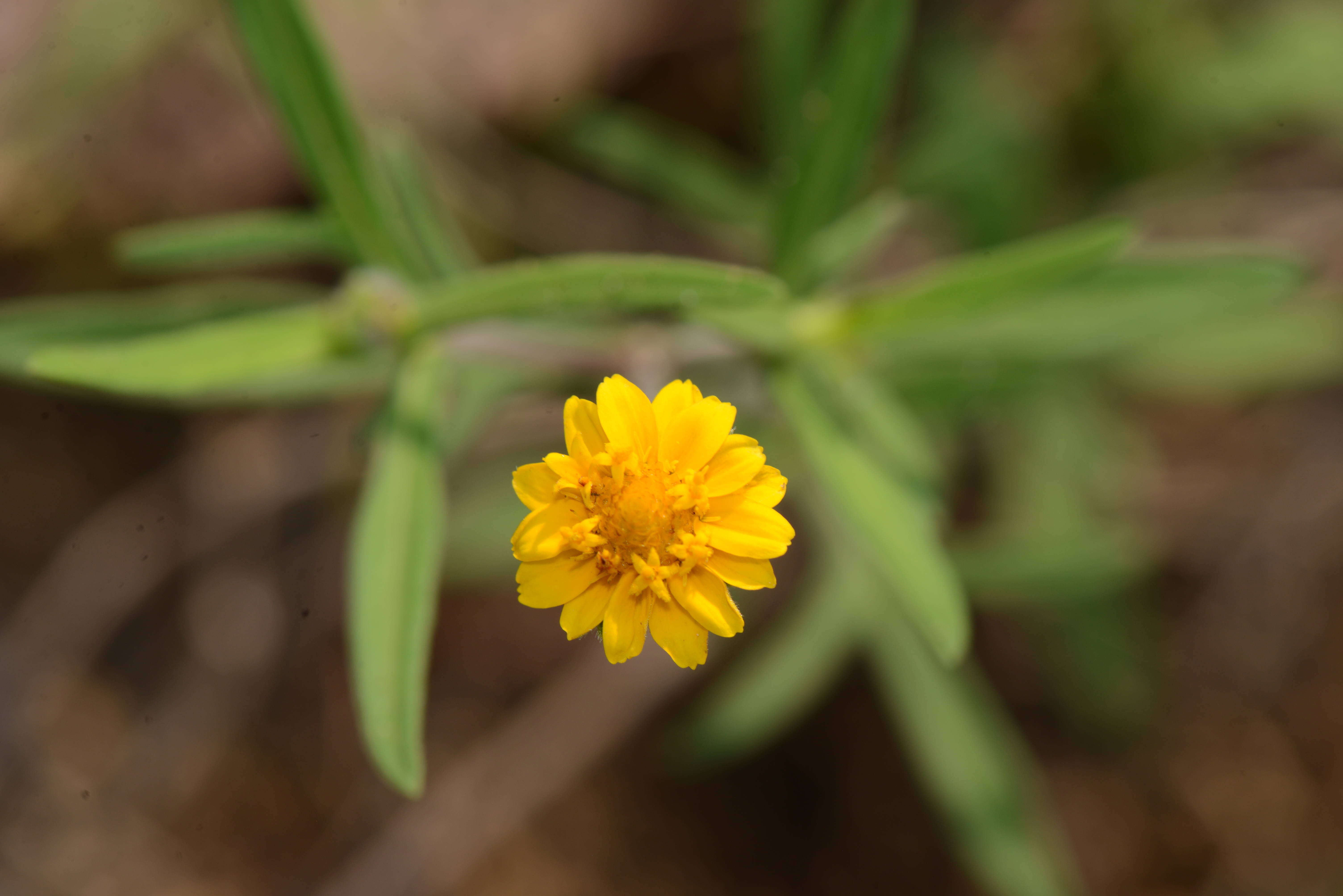 Image of Melampodium americanum L.