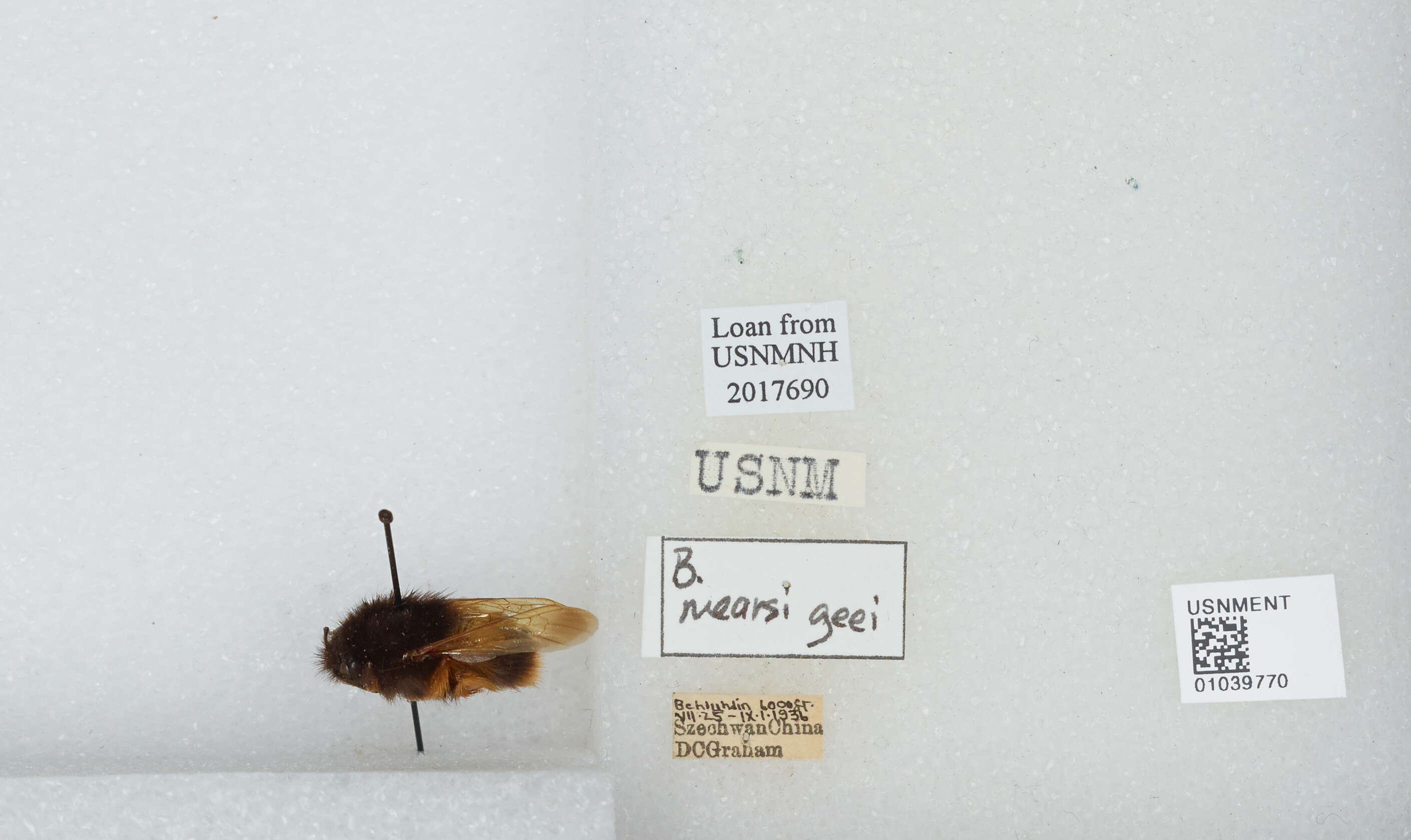 Image of Bombus flavescens Smith 1852