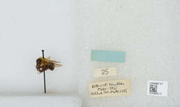 صورة Bombus bimaculatus Cresson 1864