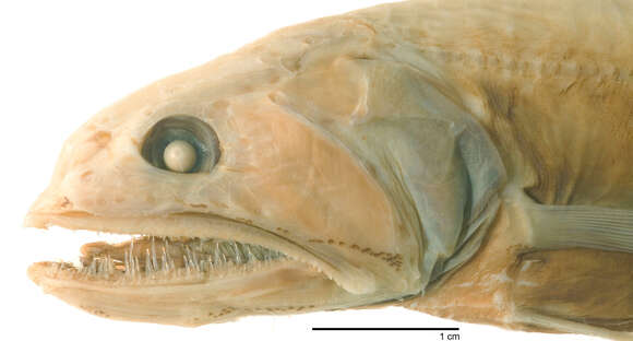 Image of Shortfin luminous swallower