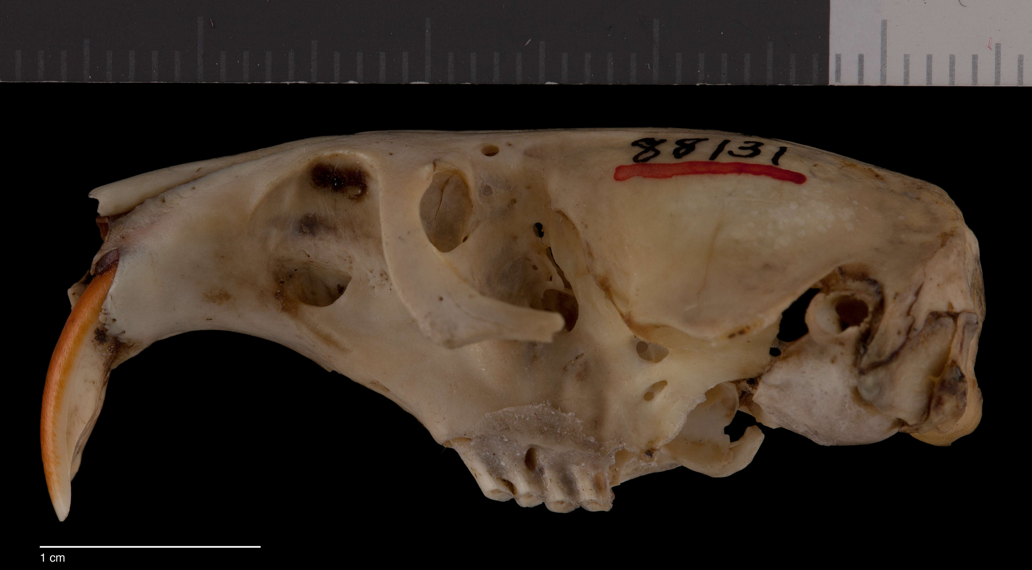 Image of Thomomys atrovarius atrovarius J. A. Allen 1898