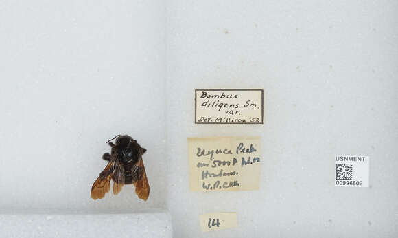 Image of Bombus breviceps Smith 1852