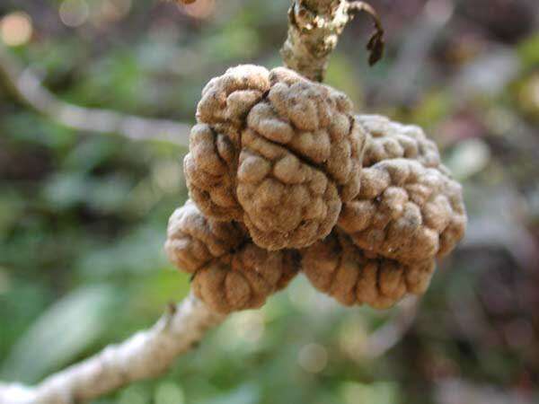 Image de Pittosporum gayanum Rock