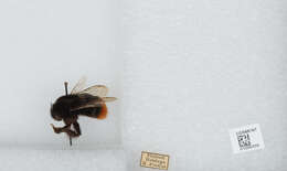 Image of Red tailed bumblebee