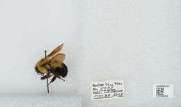 صورة Bombus bimaculatus Cresson 1864