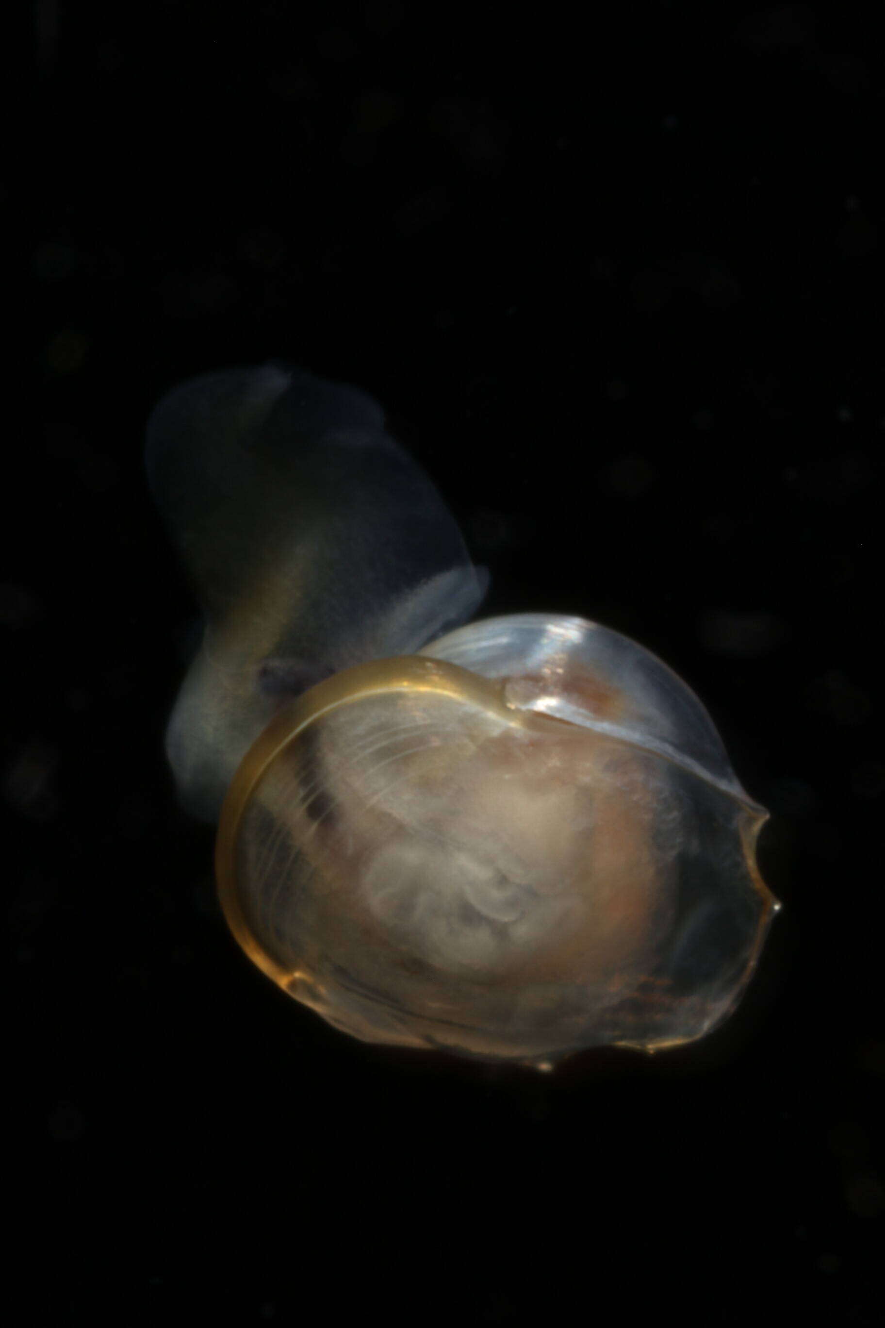 Image of Telodiacria Rampal 2019