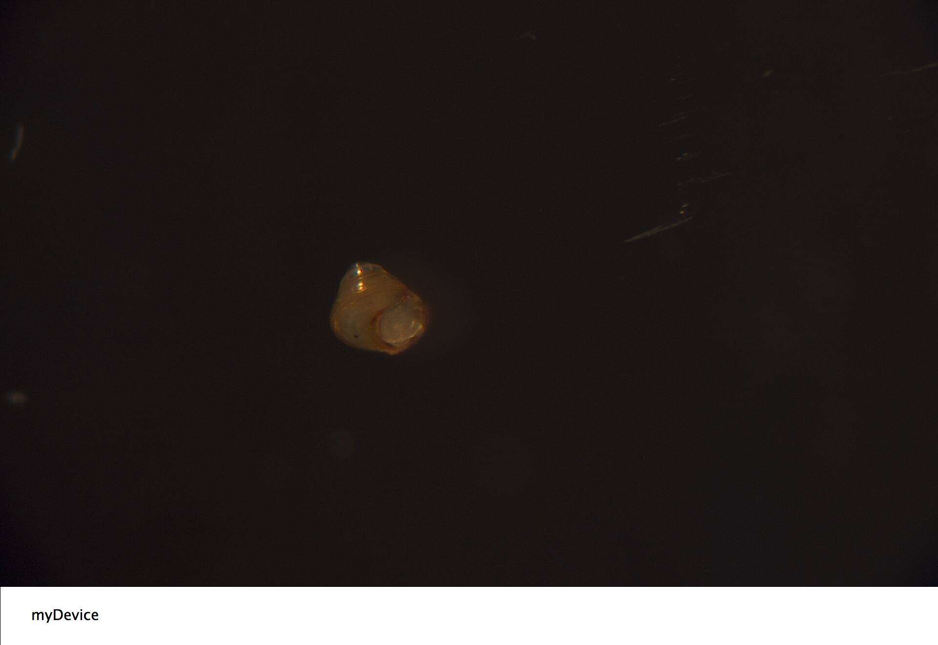 Image of Cerithiidae