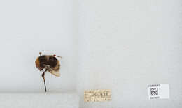 Слика од Bombus occidentalis Greene 1858