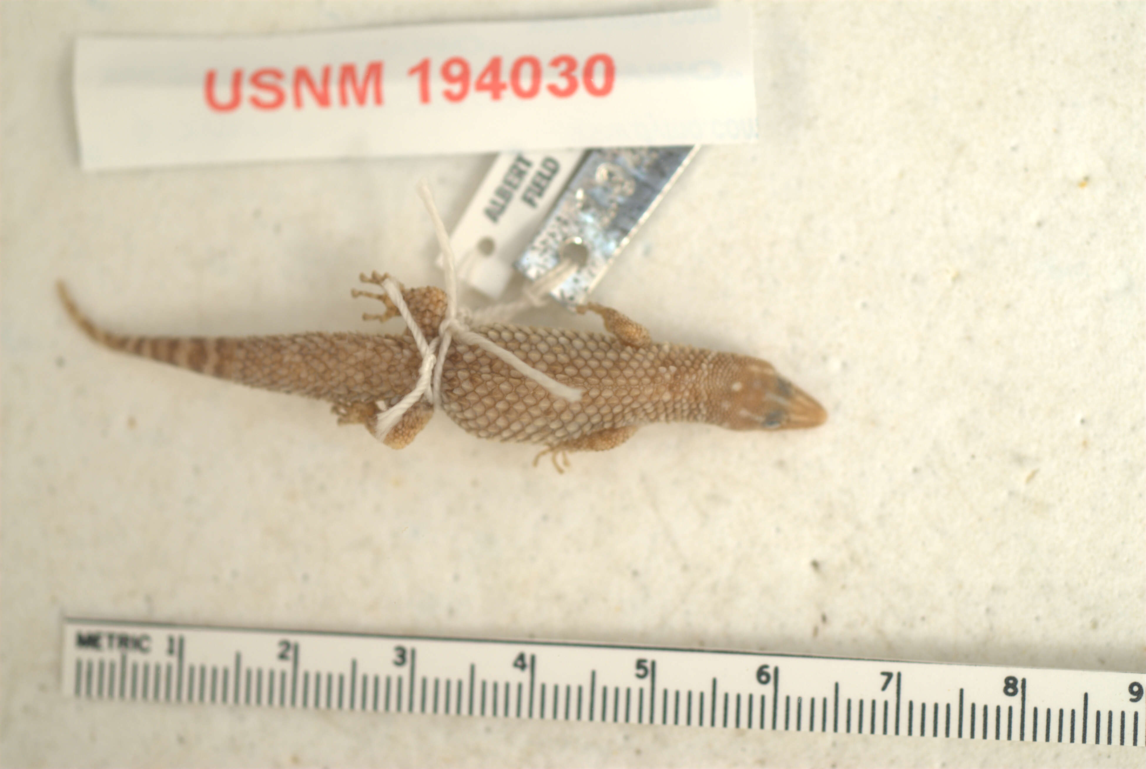 Image of Sphaerodactylus copei pelates Schwartz 1975