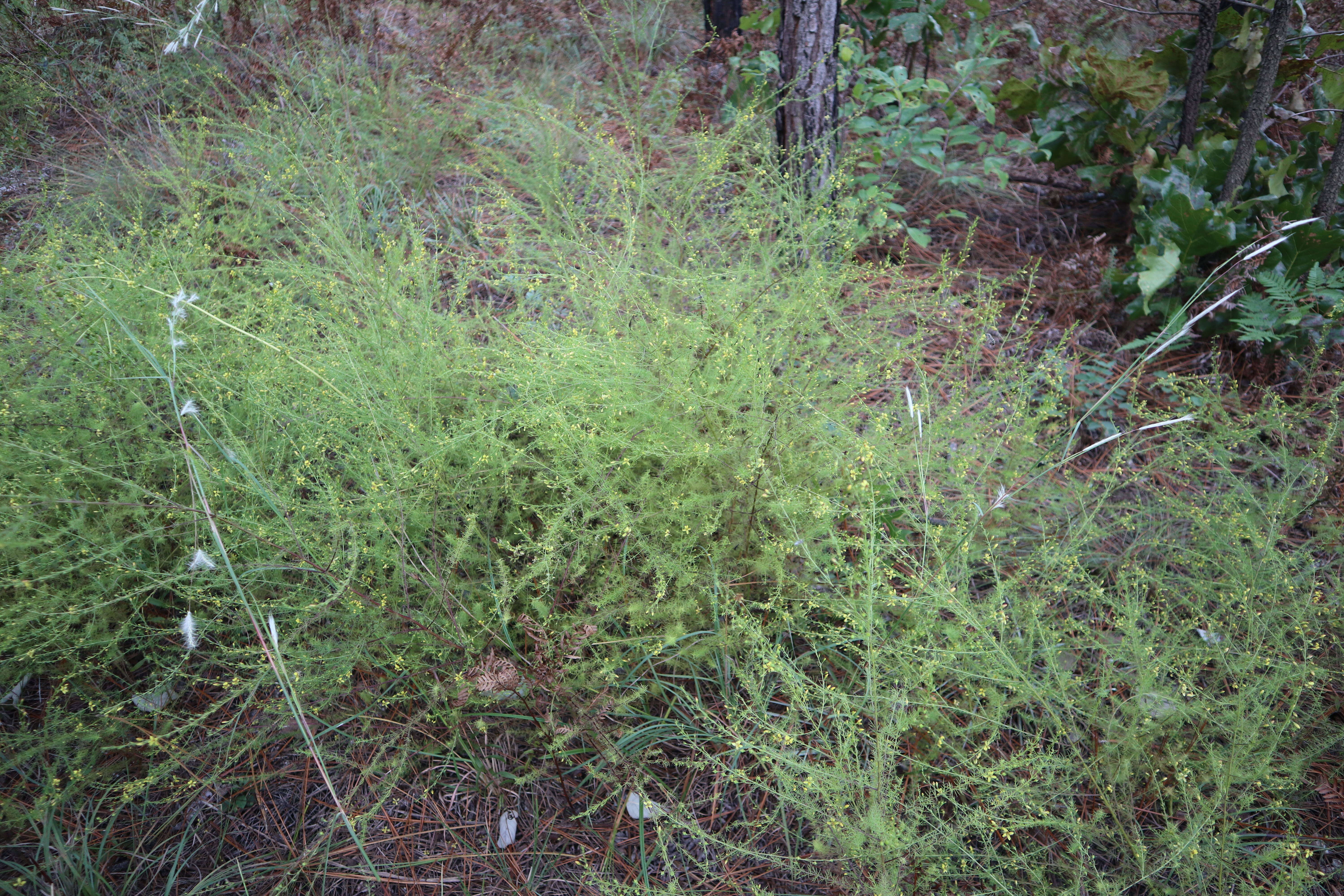 Image of Yaupon Black-Senna