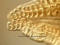 Zeuxapta seriolae (Meserve 1938) Price 1962的圖片