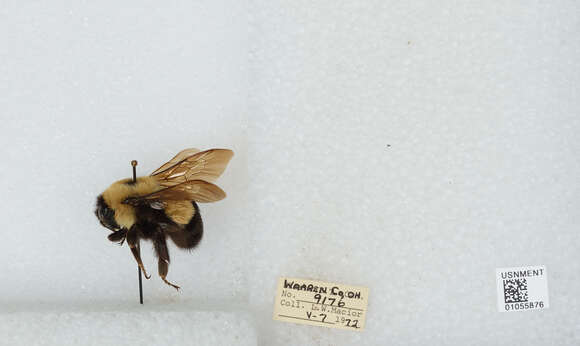 Слика од Bombus affinis Cresson 1864