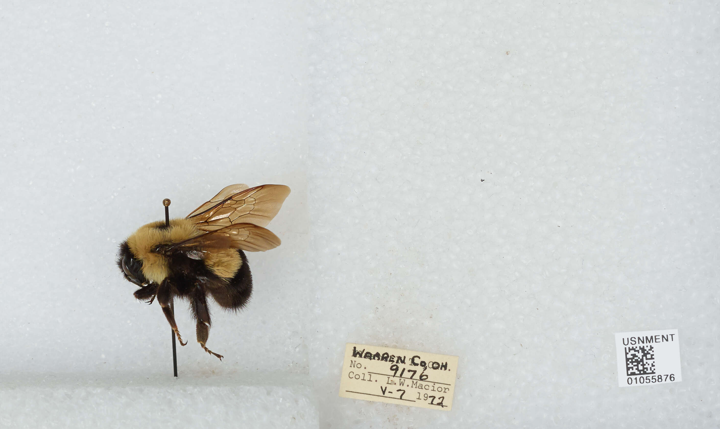 Image of Rusty patched bumble bee