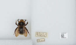 Image of Bombus barbutellus (Kirby 1802)