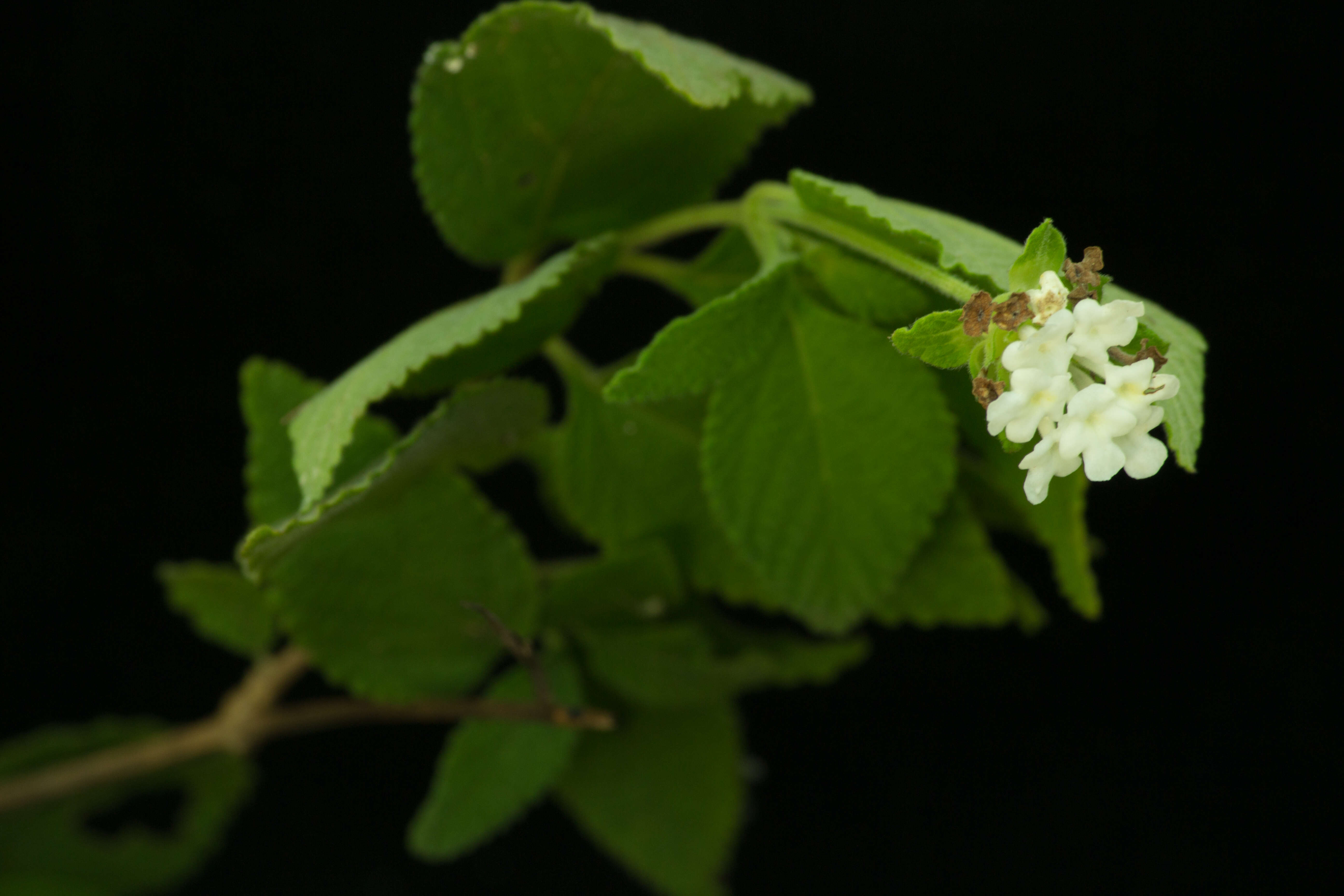 Image of Lantana hirta Graham