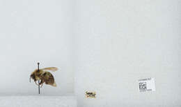 صورة Bombus bimaculatus Cresson 1864