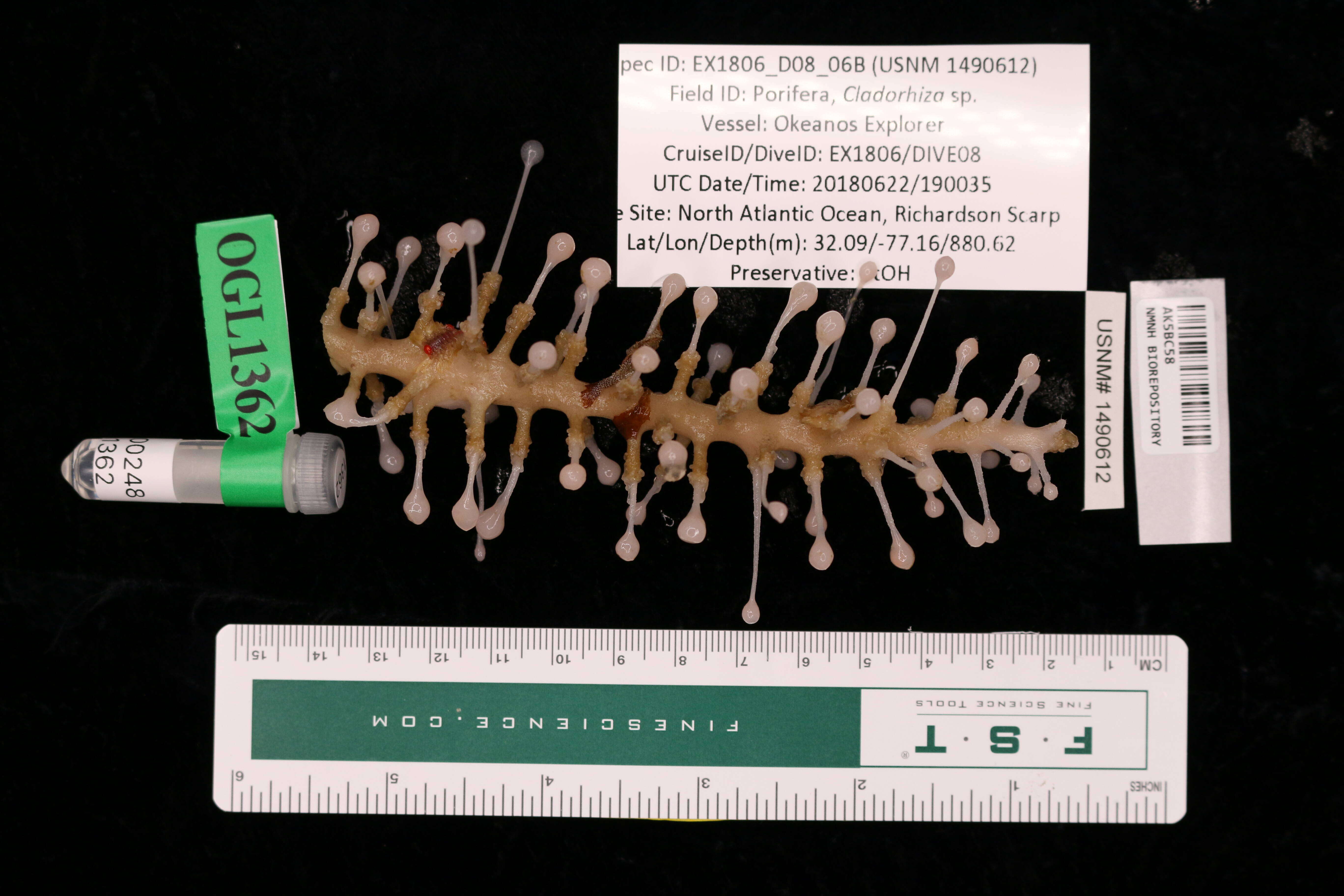 Image of Chondrocladia Thomson 1873