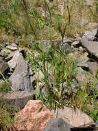 Слика од Elymus sclerophyllus (Nevski) Tzvelev