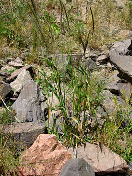 Elymus sclerophyllus (Nevski) Tzvelev的圖片