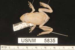 Image of hylid frogs