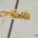 Image of Dendromyrmex chartifex felis Wheeler 1916