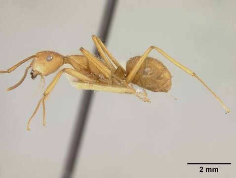 Image of Dendromyrmex chartifex (Smith 1860)