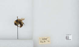 Image de Bombus balteatus Dahlbom 1832