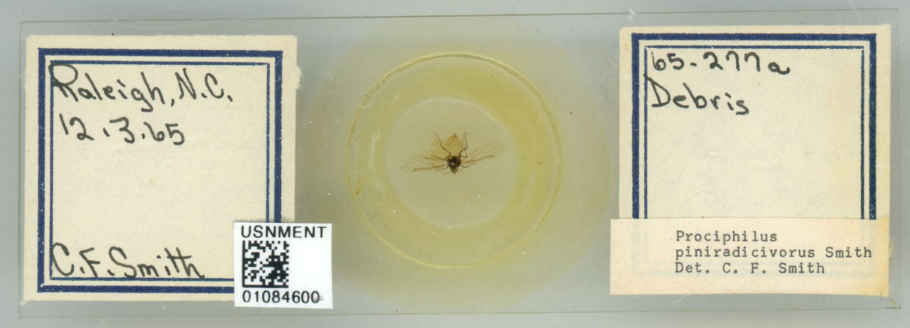 Image of Prociphilus (Prociphilus) piniradicivorus Smith & C. F. 1969