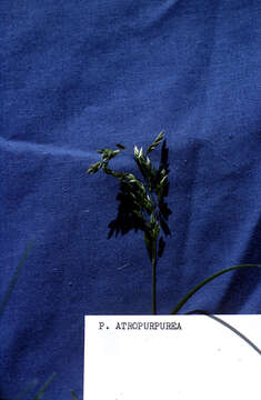 Image de Poa atropurpurea Scribn.