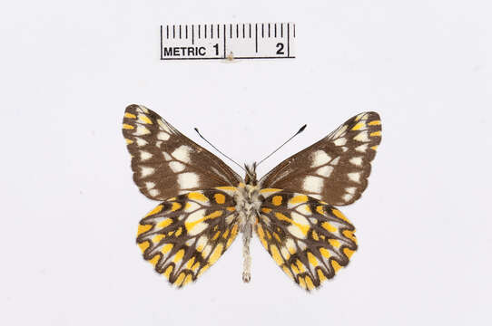 Image of Catasticta cora (Lucas 1852)