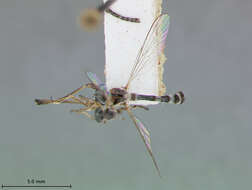 Image of Euscelidia hyalina Dikow 2003