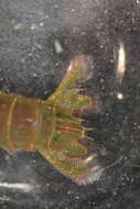 Image of Stomatopoda