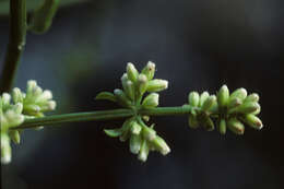 Image of Puerto Rico Hempvine