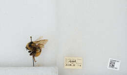 Image of Two Form Bumble Bee