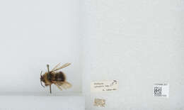 Image of Bombus barbutellus (Kirby 1802)