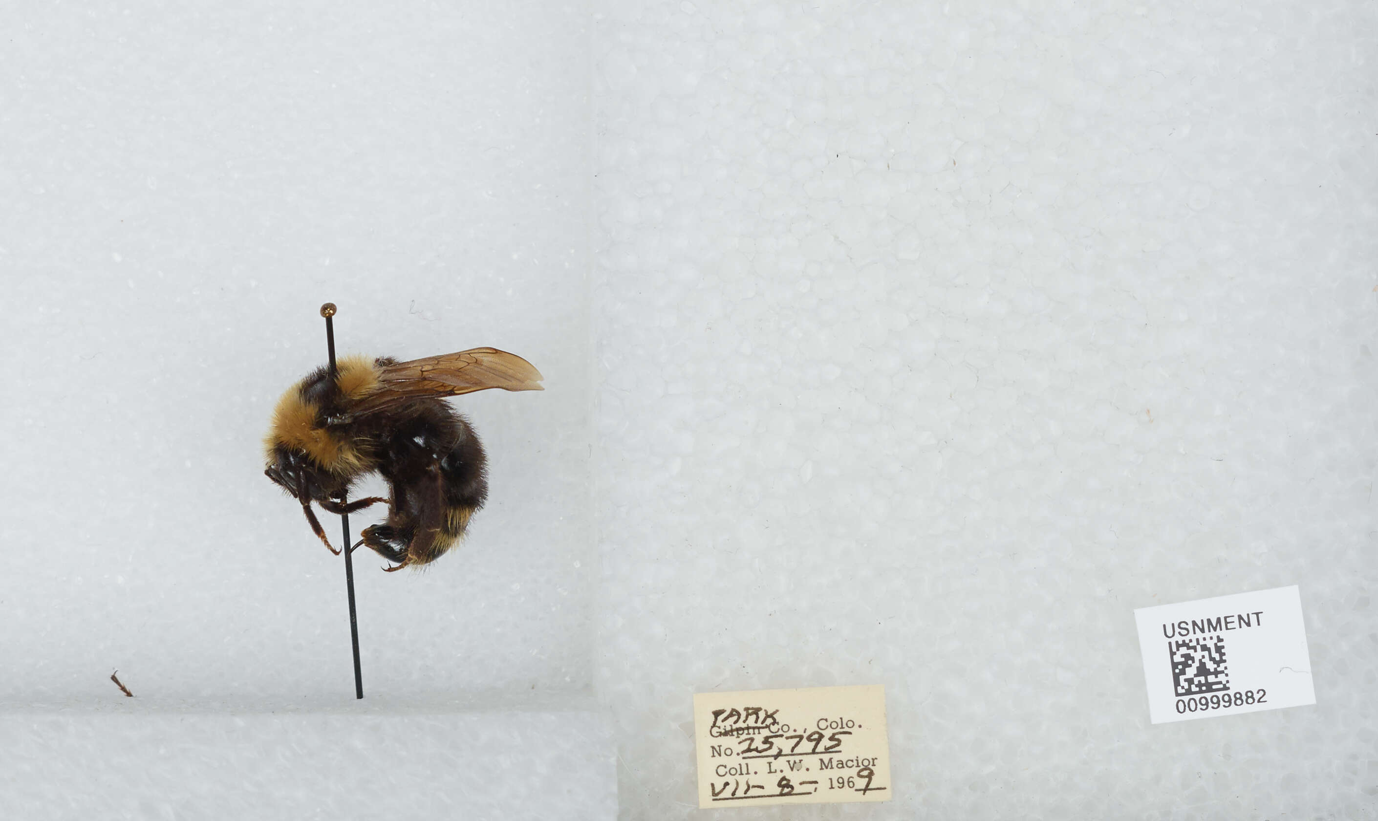 Image de Bombus insularis (Smith 1861)