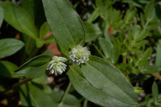 Gomphrena serrata L. resmi