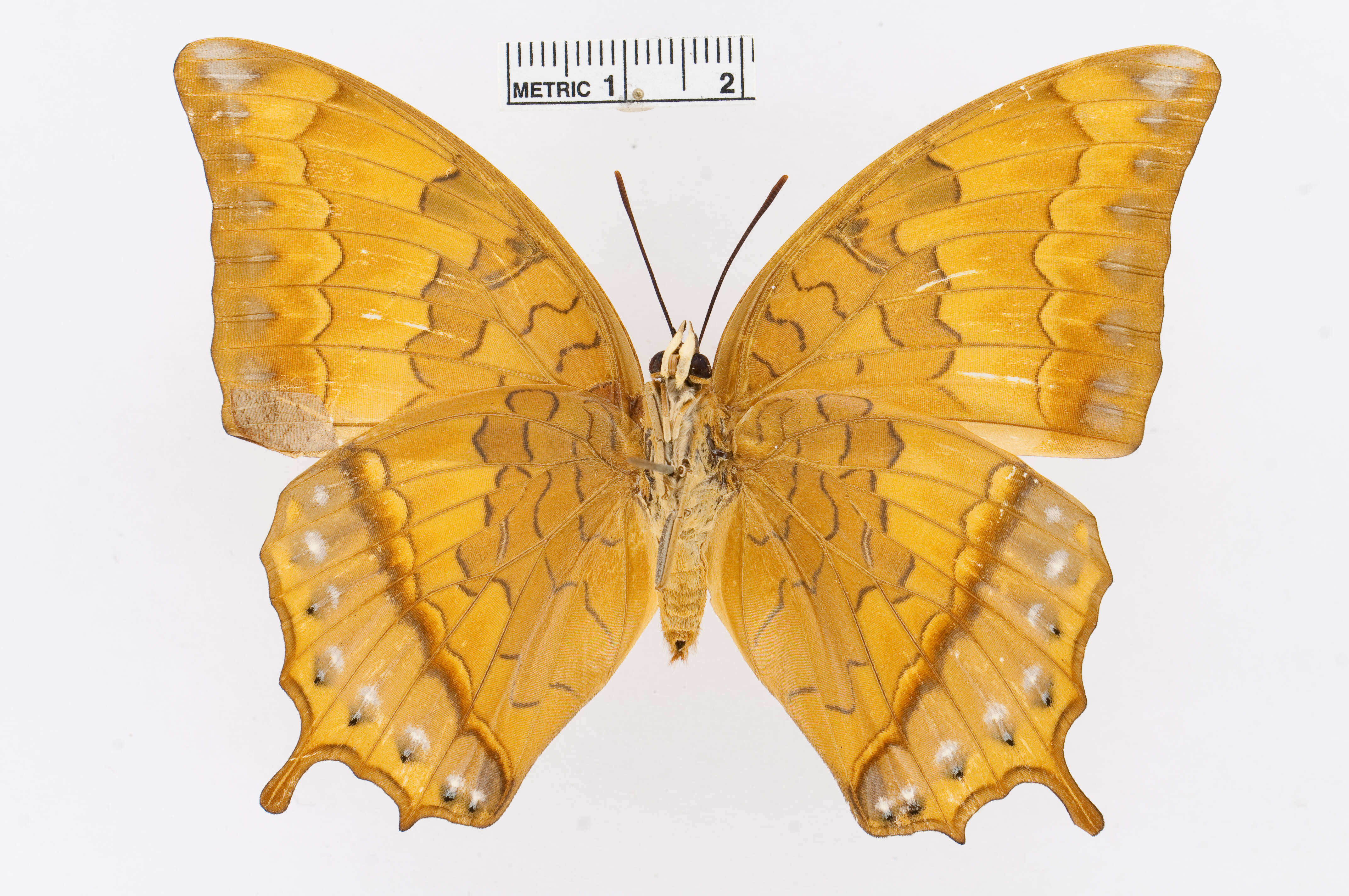 Imagem de Charaxes affinis Butler 1865