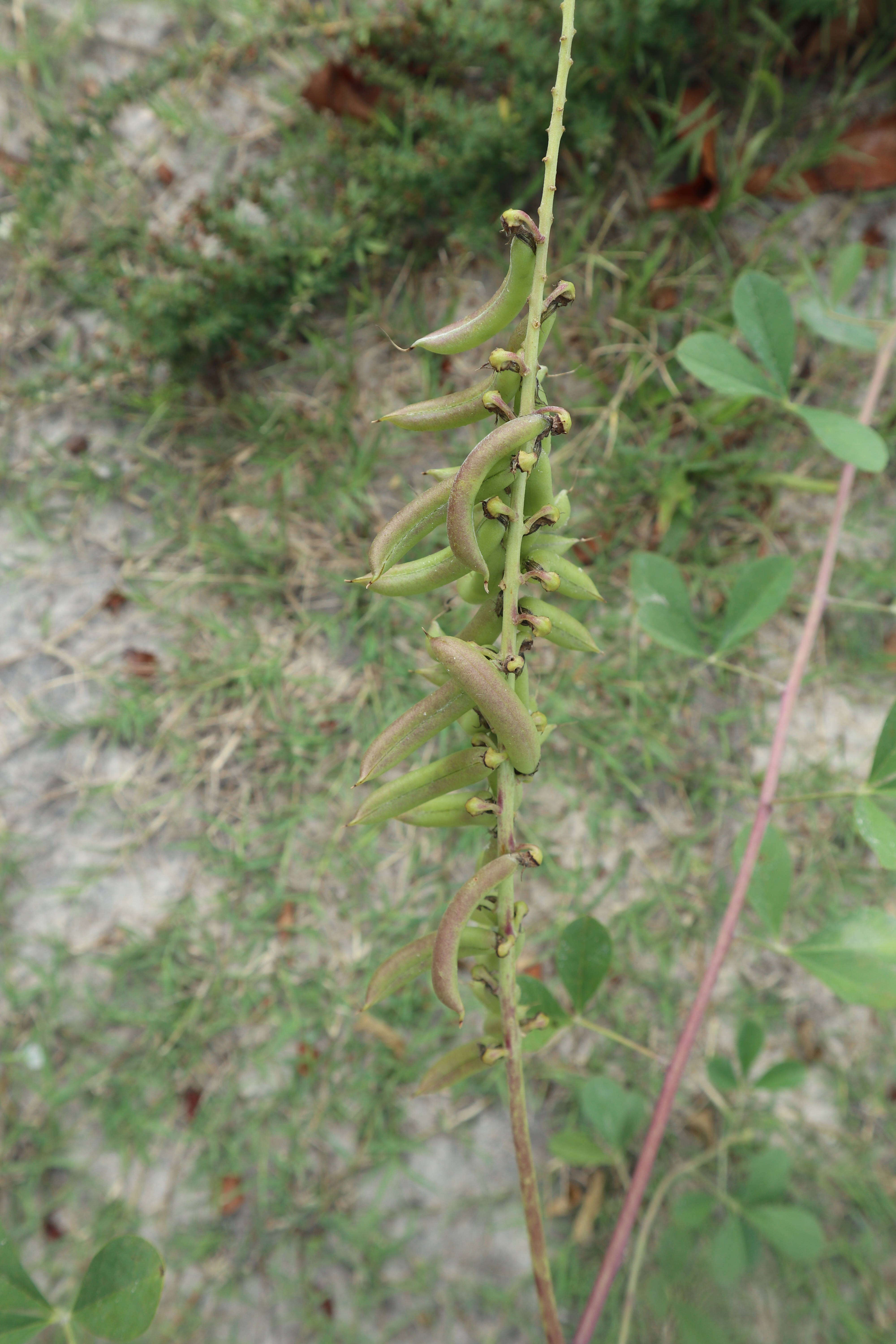 Image of smooth rattlebox