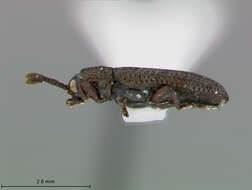 Image of Glyphuroplata anisostenoides E. Riley 1985