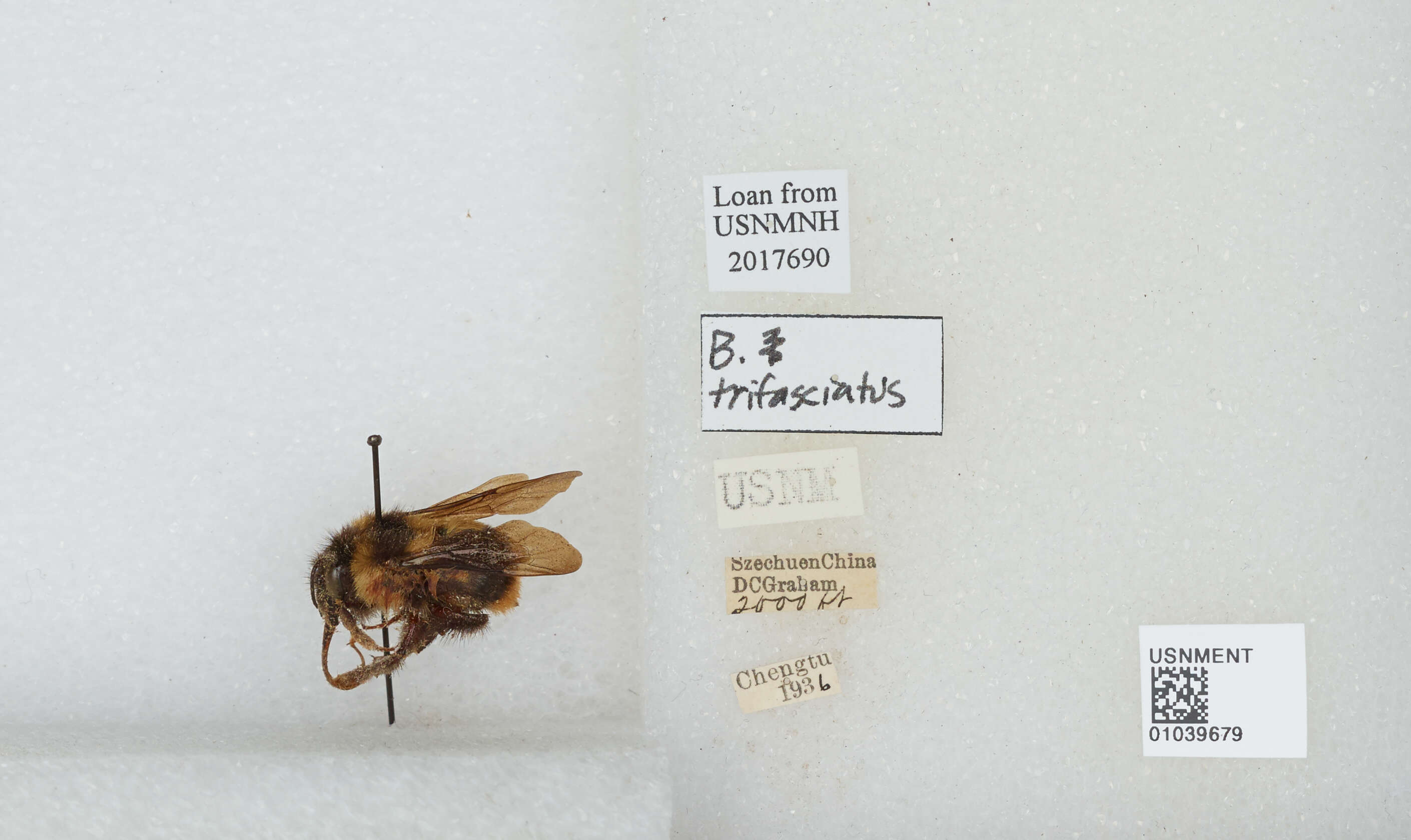 Image of Bombus trifasciatus Smith 1852